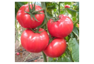 Леда F1 - томат напівдетермінантний, 500 насіння, Yuksel Seed (Юксел Сід) Туреччина фото, цiна